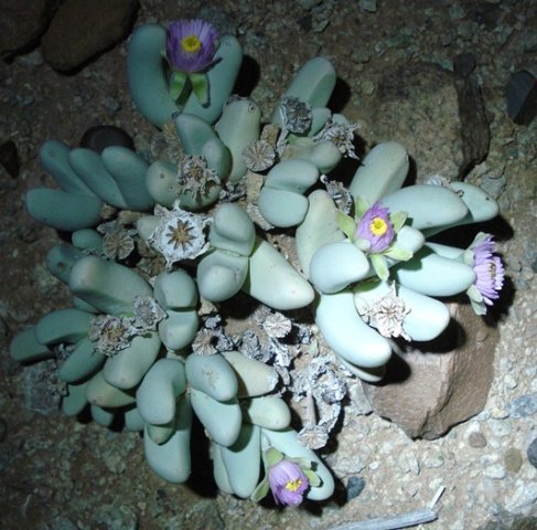 Dracophilus dealbatus spreading sepals